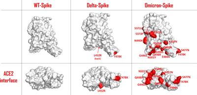 Omicron Variant of SARS-CoV-2 Virus: In Silico Evaluation of the Possible Impact on People Affected by Diabetes Mellitus